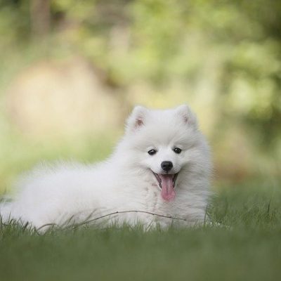 寝そべる子犬